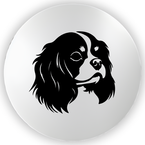 King Charles Cavalier Spaniel