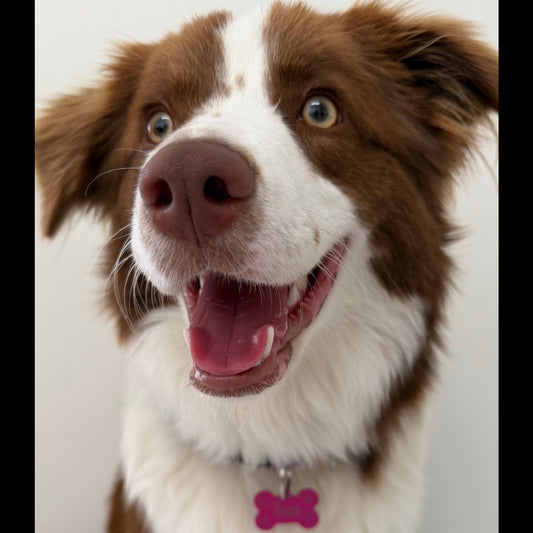 Custom Bone Shaped Pet tag