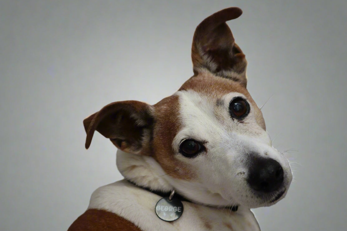 Custom Round Pet Tag Classic